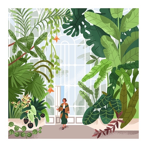 Woman in greenhouse, conservatory, botanical garden, park. Person walking in hothouse, green glass house indoor with greenery, exotic tropical leaf plants growing, nature. Flat vector illustration.