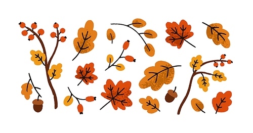 Autumn leaves set. Fall leaf, acorn, berries, forest foliage, branches and twigs. Botanical seasonal decorations. Natural decorative elements. Flat vector illustration isolated on white background.