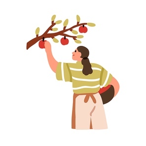 Woman picking, collecting apples from tree branch in orchard. Happy farmer gathering fresh organic fruit harvest in countryside, country. Flat vector illustration isolated on white background.