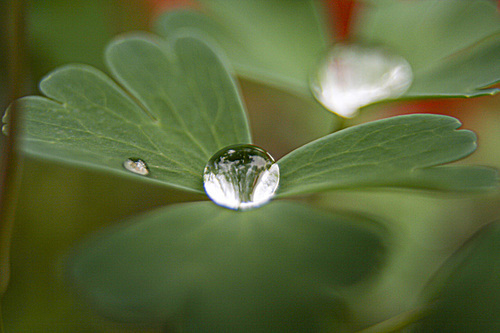 잎에 떨어진 물방울