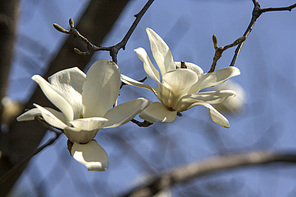 하얀목련꽃