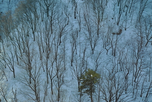 케이블카에서 바라본 눈속의 나무들