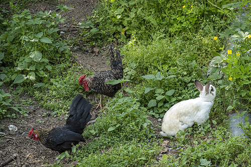 토끼와 닭