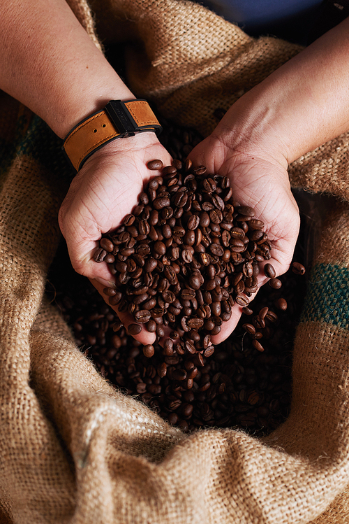 Handful of fresh roasted coffee beans form the sack