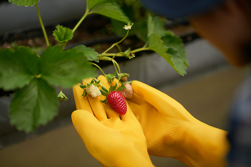 Close-up shot of unrecognizable farmer wearing rubber gloves analyzing quality of fresh strawberries growing on bush at modern greenhouse