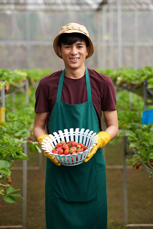 Portrait shot of joyful Asian gardener wearing apron and bucket hat holding plastic basket filled with appetizing strawberries in hands while , interior of greenhouse on background