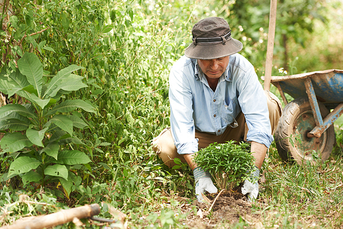 Mature man busy with gardening in his backyard