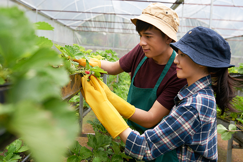 Two confident young farmers wearing rubber gloves and aprons looking at appetizing fresh strawberries with pride while carrying out inspection at spacious greenhouse, profile view