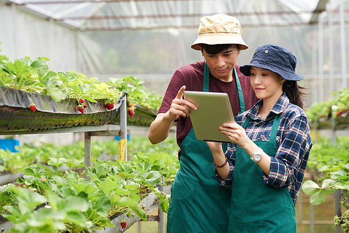 Young Asian scientists wearing aprons and bucket hats using digital tablet while checking quality of fresh ripe strawberries at spacious modern greenhouse