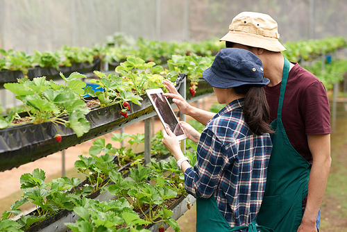 Two unrecognizable inspectors wearing aprons and bucket hats using digital tablet while carrying out inspection at modern spacious greenhouse
