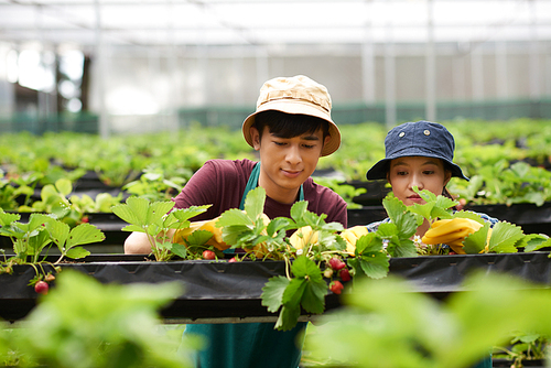 Pretty young greenhouse worker and her male colleague wearing bucket hats picking fresh ripe strawberries, blurred background