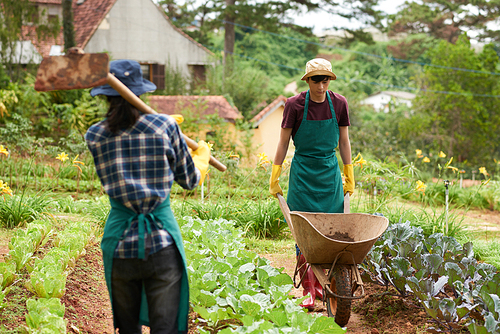 Working process at spacious vegetable garden: handsome Asian man wearing apron and gumboots driving empty wheelbarrow while unrecognizable woman walking along herb beds with hoe in hands
