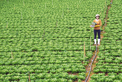 Female Vietnamese farmer on field of cabbage