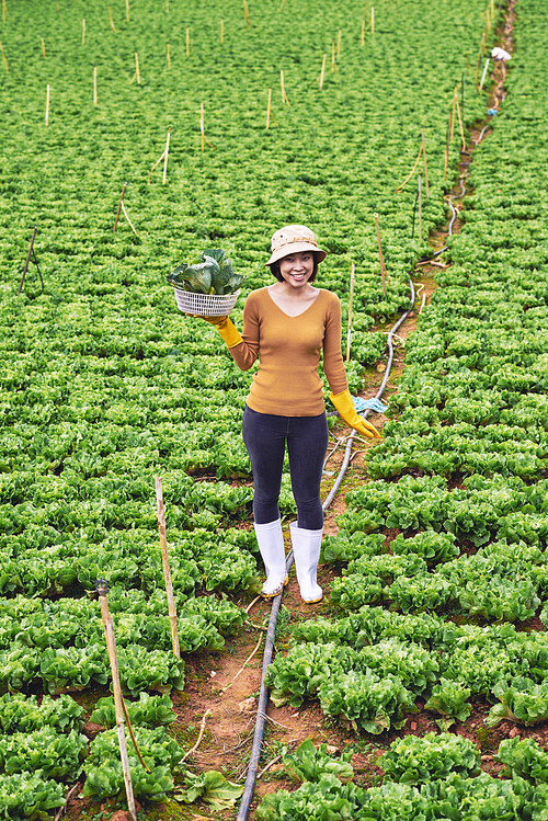 Young female farmer working on cabbage field