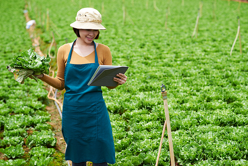 Female Vietnamese farmer with cabbage leaves in her hand reading information on digital tablet