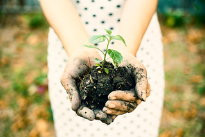 Hands of woman holding dirt with growing sprout