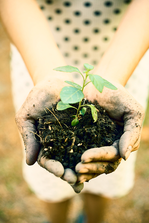 Hands of female gardener holding green sprout in fertile soil