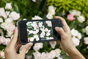 Hands of woman photograpging beautiful light pink roses on her smartphone for inspiration