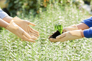 Hands of gardener giving baby plant and soil to another farmer