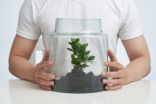 cropped image of man caring about plant under glass dome