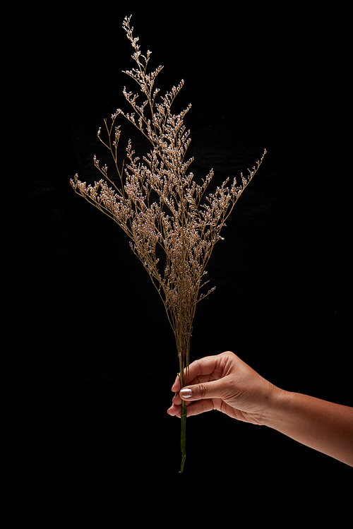 Close-up shot of unrecognizable woman holding branch of immortelle plant in hand while standing against black background