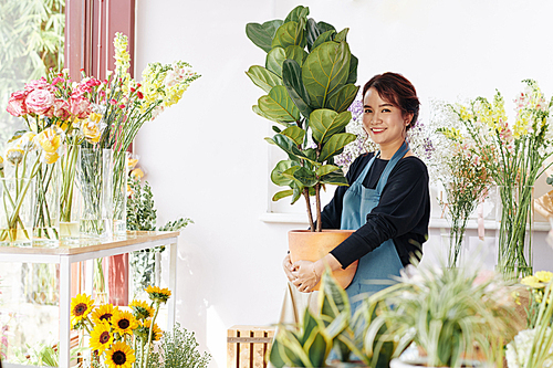 Happy young Vietnamese flower shop owner holding pot with big ficus plant and smiling at camera