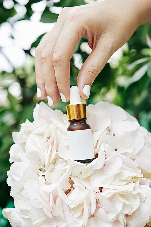 Manicured hand of woman putting rejuvenating serum on blooming hydrangea flower