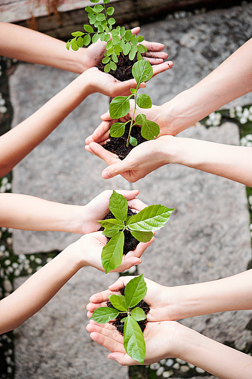 Close-up of group of young people holding young trees with soil in their hands and they are going to plant them