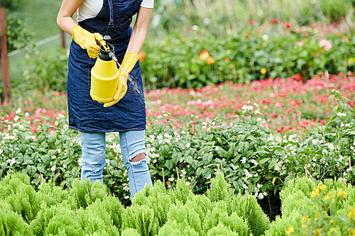 Nursery garden worker in denim apron spraying cypress sprouts with water