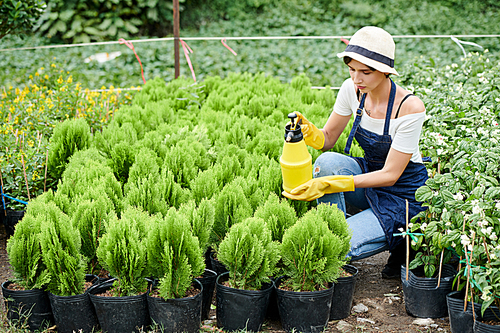 Serious young woman spraying water on small cypress plants in her nursery garden