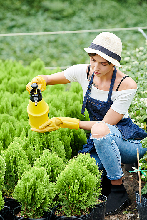 Female gardening worker concentrated on spraying water on small cypress plants