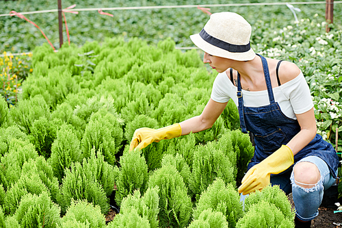 Female gardening specialist checking leaves of every cypress plant in her nursery garden