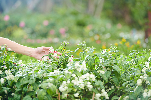 Hand of farmer touching flowers of blooming plants in her garden, selective focus