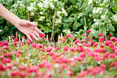 Hand of woman touching small read flowers of plans blooming in her backyard garden