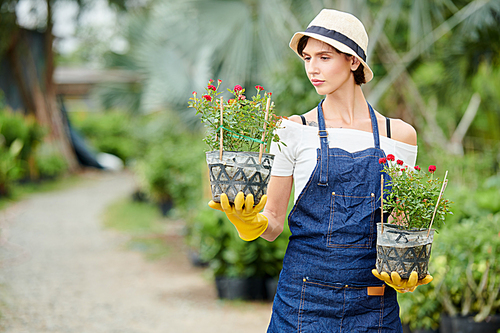 Serious pensive female gardener in denim apron looking at pot with blooming flower in her hand