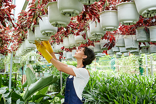 Female greenhouse worker checking plants hanging from ceiling