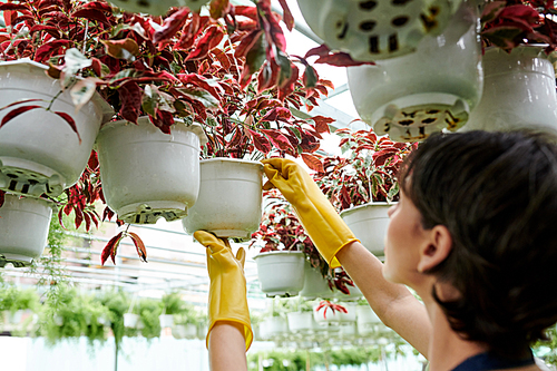 Cropped image of female plant nursery worker checking flowers hanging from the ceiling in hothouse