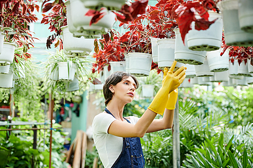 Beautiful young woman working in hothouse and checking flowers hanging from ceiling if the soil in the pots is wet enough
