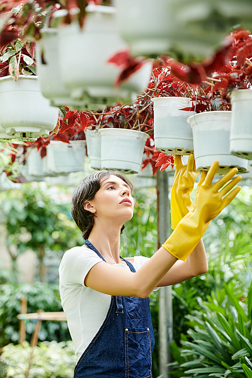 Pretty young woman working in greenhouse and growing various flowers for selling