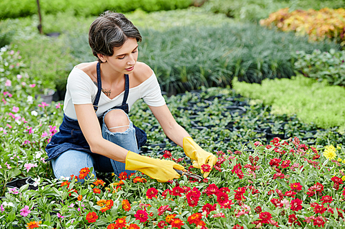 Concentrated nursery garden worker in apron and rubber gloves prunning red blooming flowers