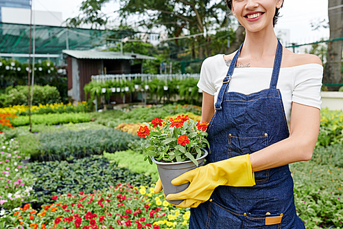 Cropped image of female florist with beautiful toothy smile holding plant she found in local outdoor nursery garden