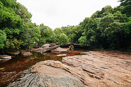 Beautiful backwater surrounded by lush vegetation of rainforest