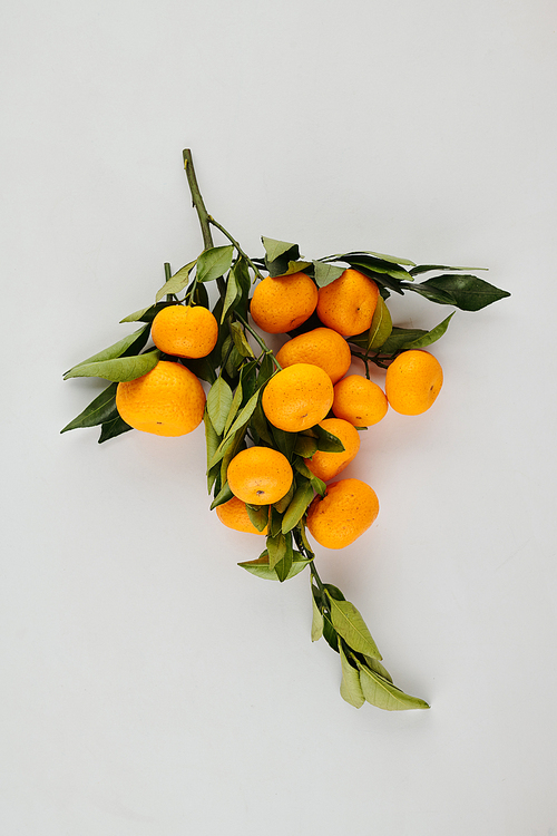 Branch of fresh ripe mandarins with green leaves or light grey background