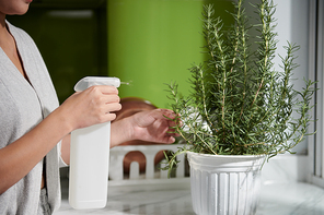 Cropped image of woman spraying rosemary plant in white flowerpot