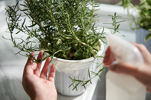 Hands of woman spraying and watering rosemary plant at home