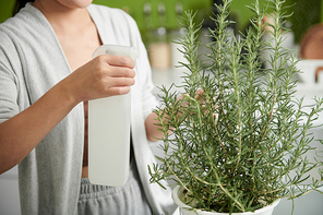 Woman spraying rosemary plant on kitchen counter with water