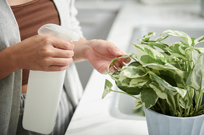Closeup image of woman cleaning leaves of pothos flower