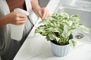 Woman putting plant on kitchen counter and spraying with water