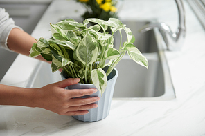 Woman taking plant from kitchen counter after watering it and cutting yellow leaves