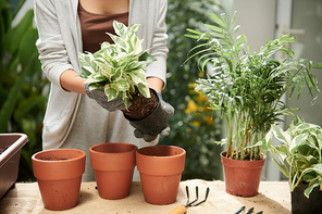 Young woman repotting pothos flower in clay pot